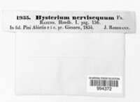 Lirula nervisequa image